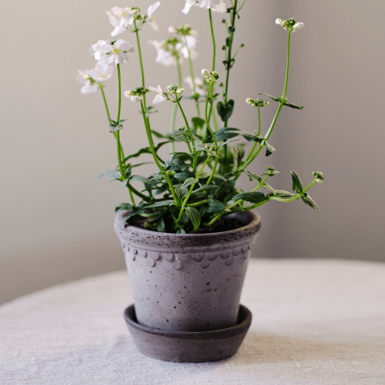 Bergs Potter Copenhagen Plant Pot, Ø10 cm - uBaaHaus
