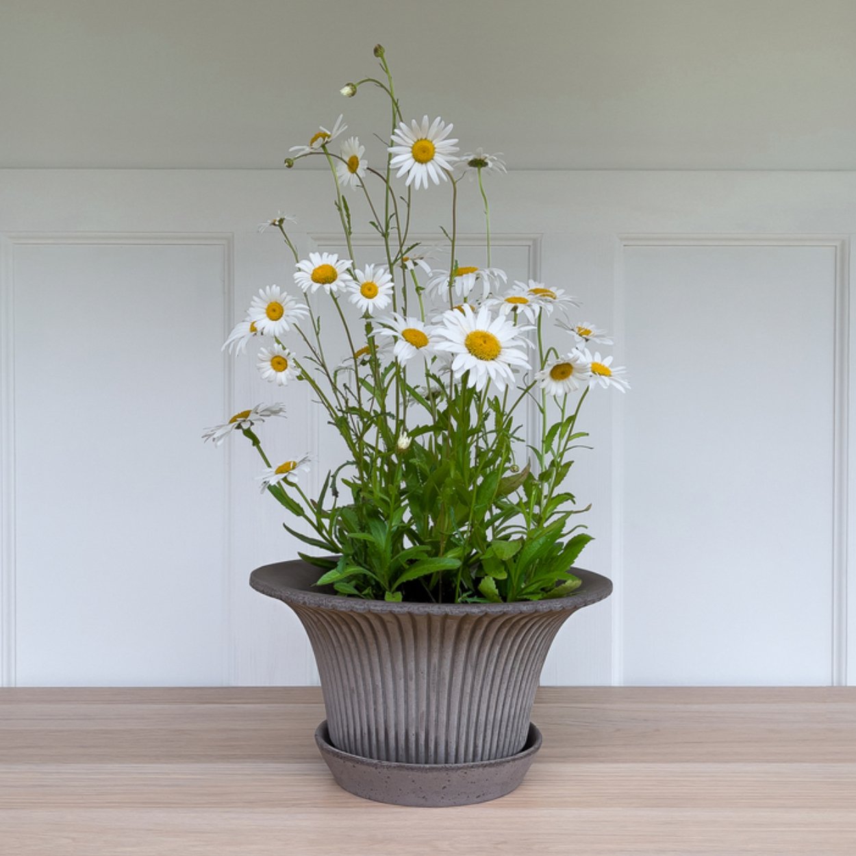 daisy plant in a pot Daisy Clay Plant Pot | Grey