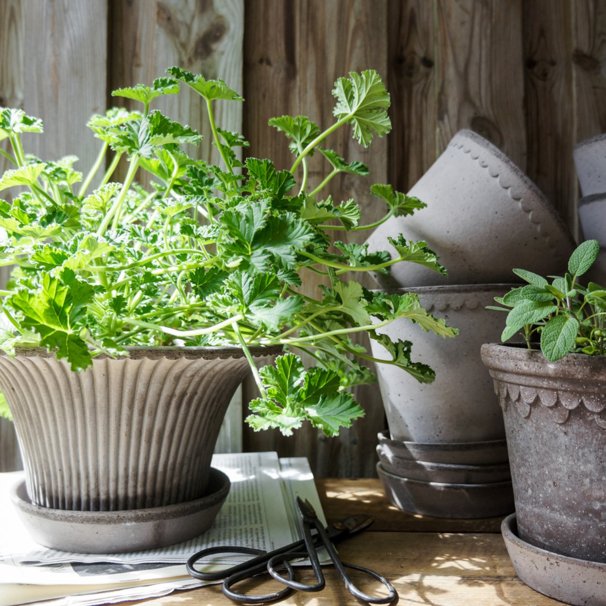 Bergs Potter Daisy Plant Pot, Ø25 cm - uBaaHaus