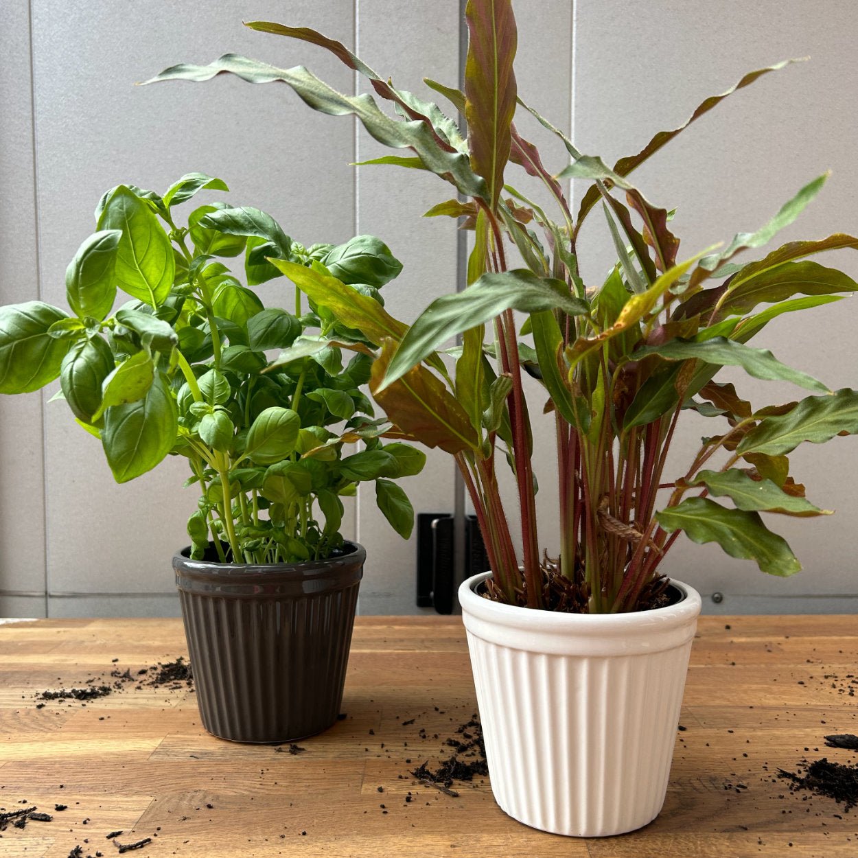 Wikholm Estrid Plant Pot - uBaaHaus