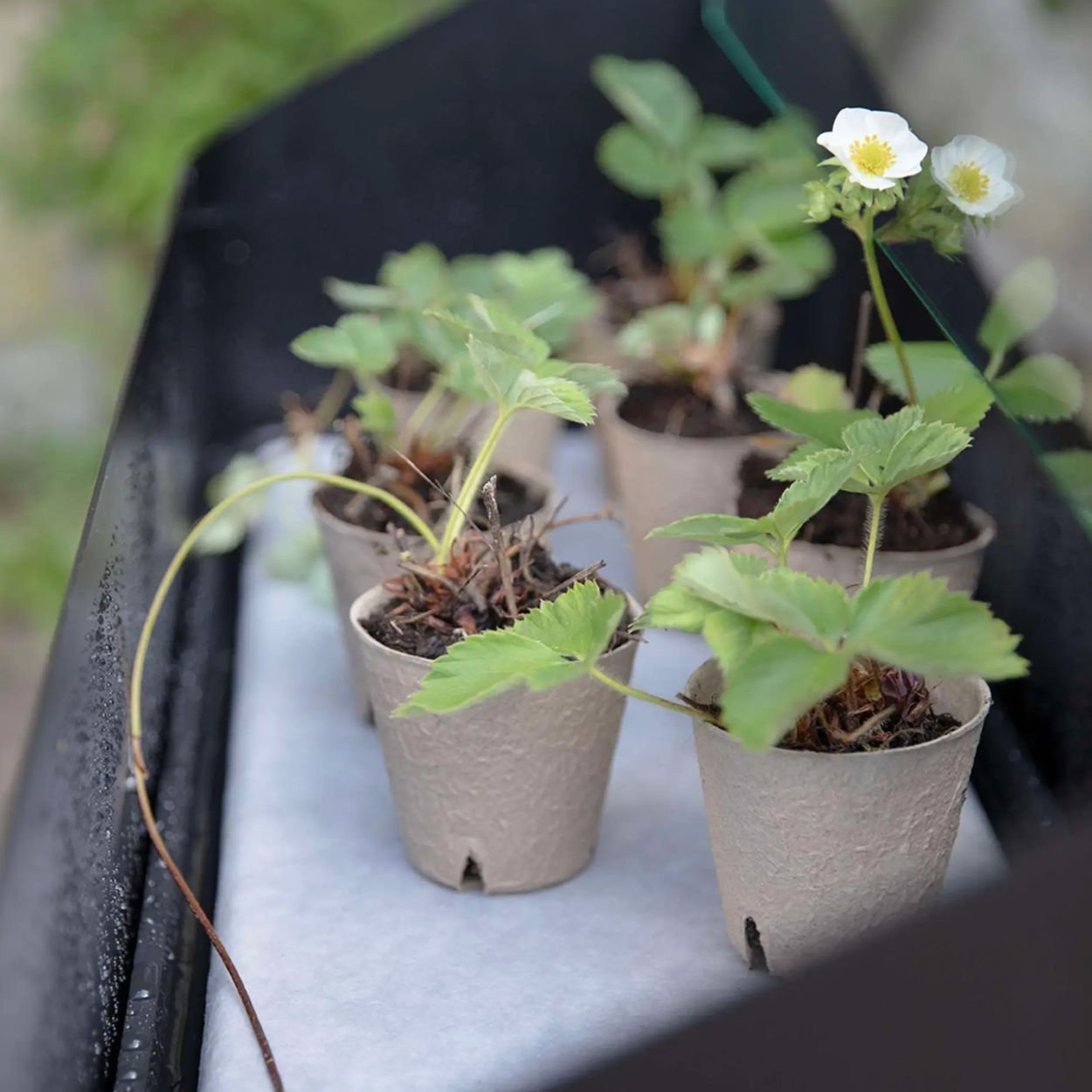 Eva Solo Grow Spire Planter - uBaaHaus