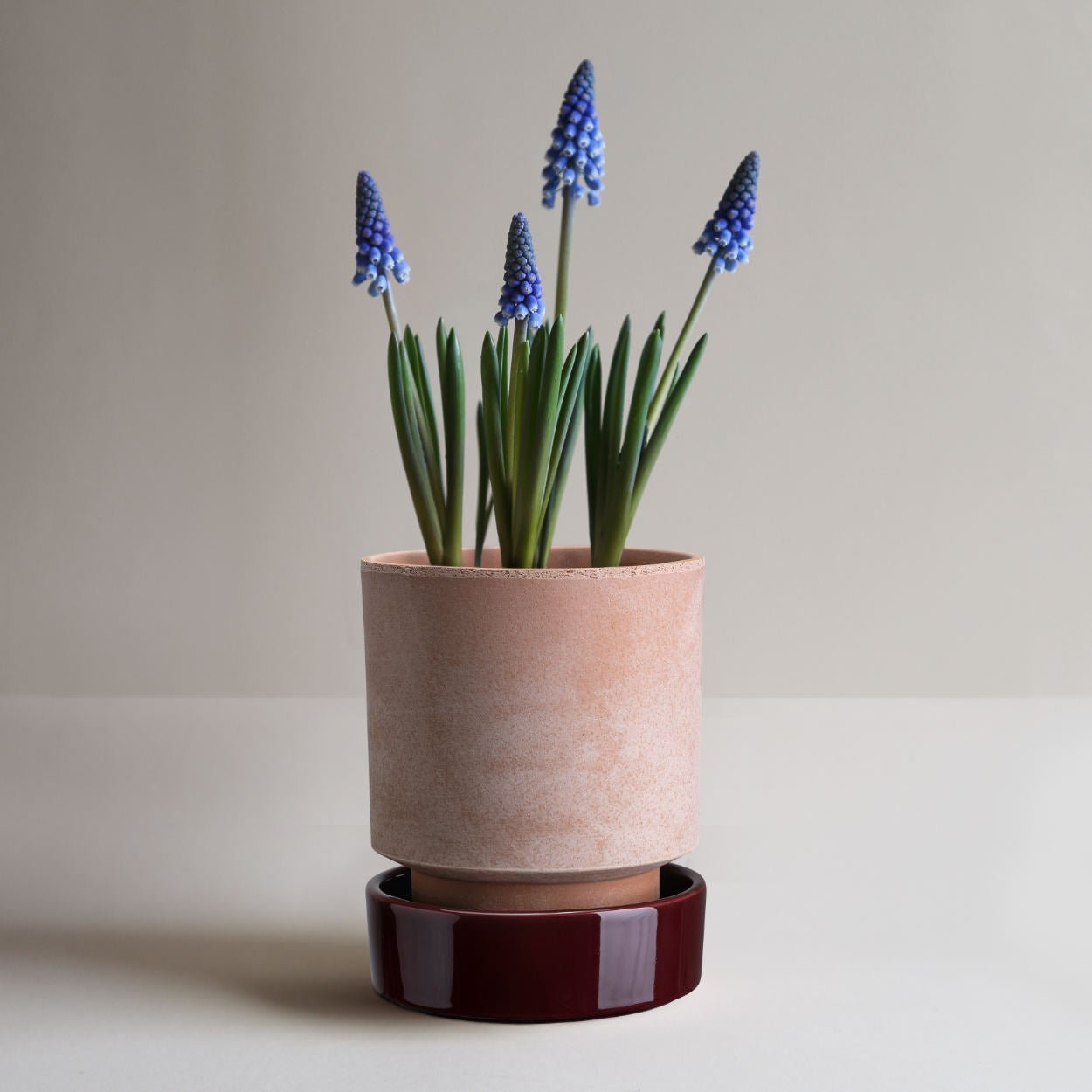Bergs Potter Hoff Glazed Plant Pot: Deep Burgundy - uBaaHaus