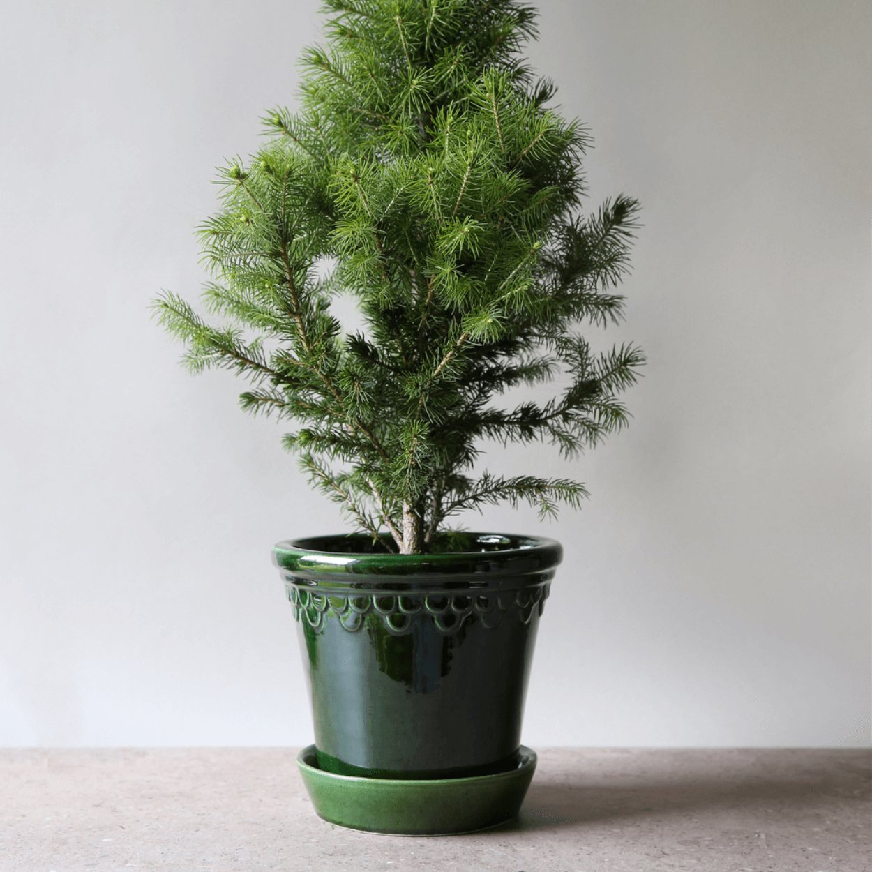 green glazed copenhagen plant pot with mini christmas tree