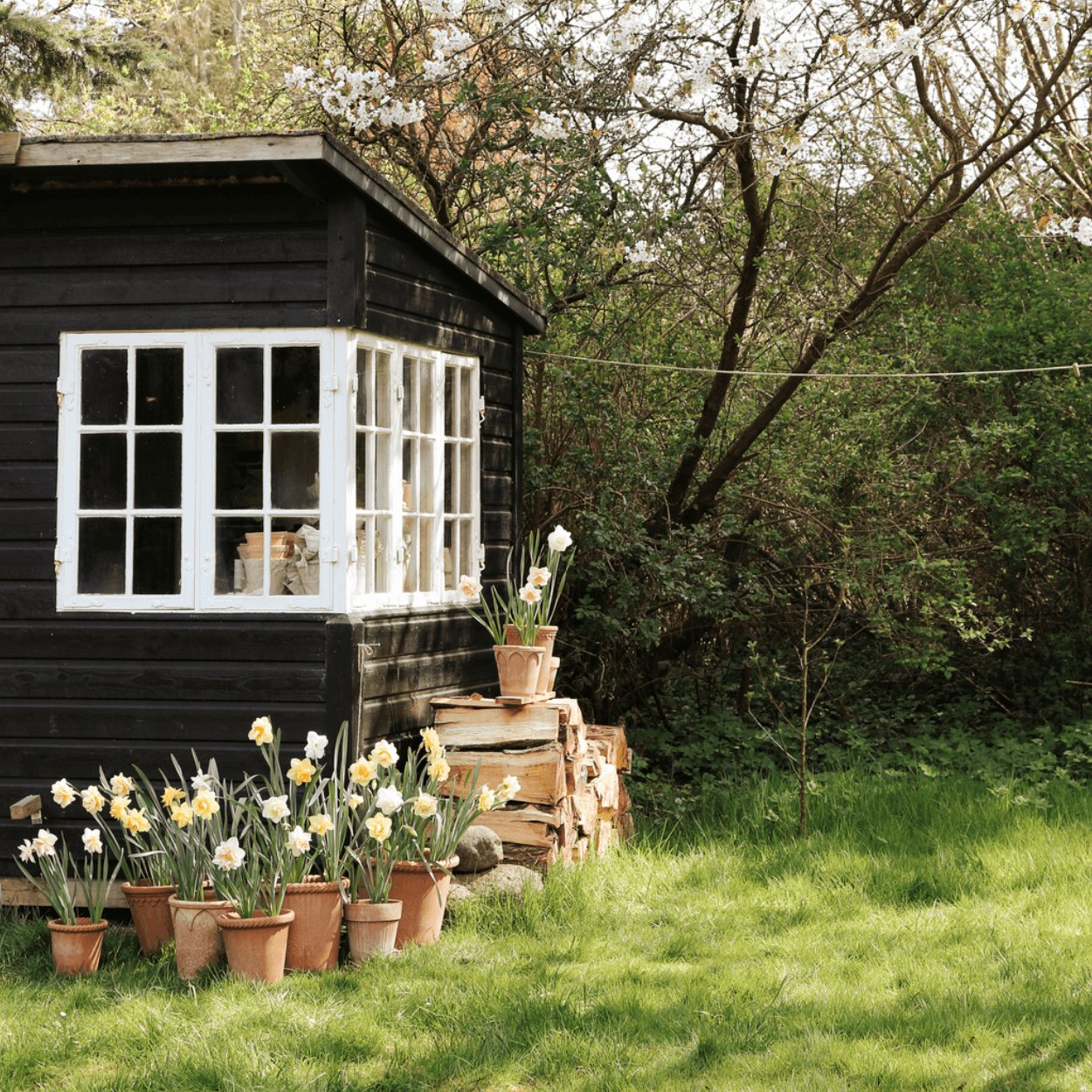 garden with black shed and lots of plant pots