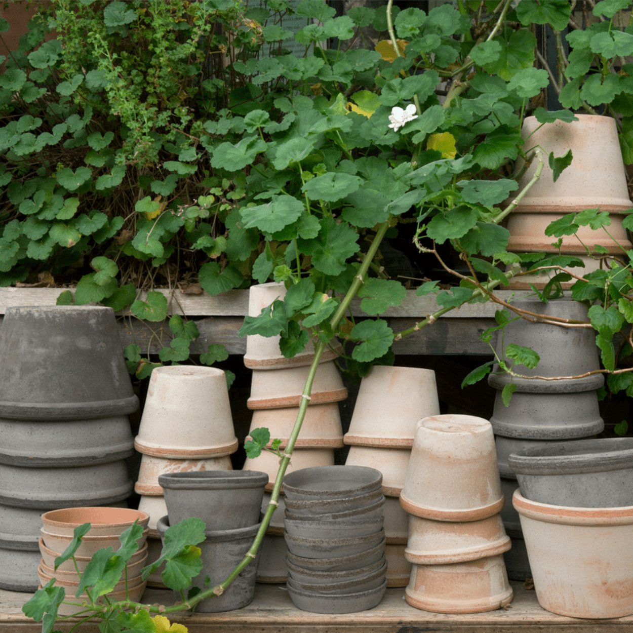 Bergs Potter 13cm Parade Plant Pot - uBaaHaus
