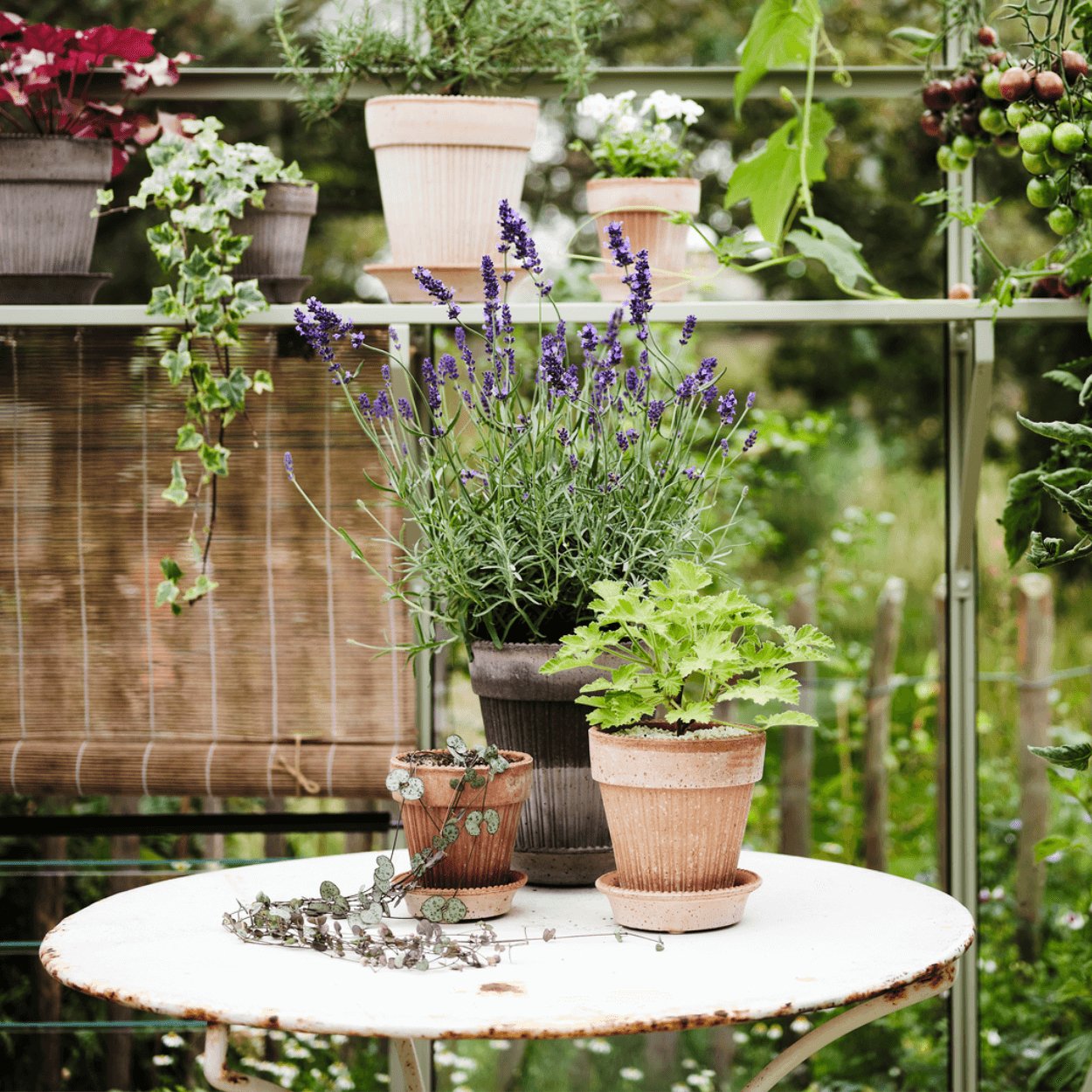 simona plant pots grey and rose sitting on old rusty table in garden
