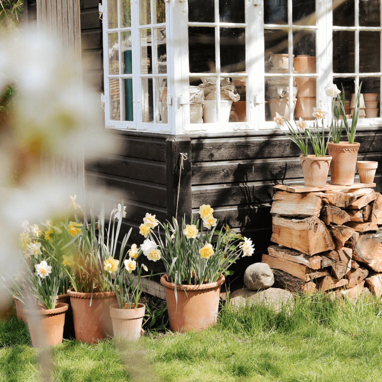lots of bergs potter plant pots outside next to chopped wood