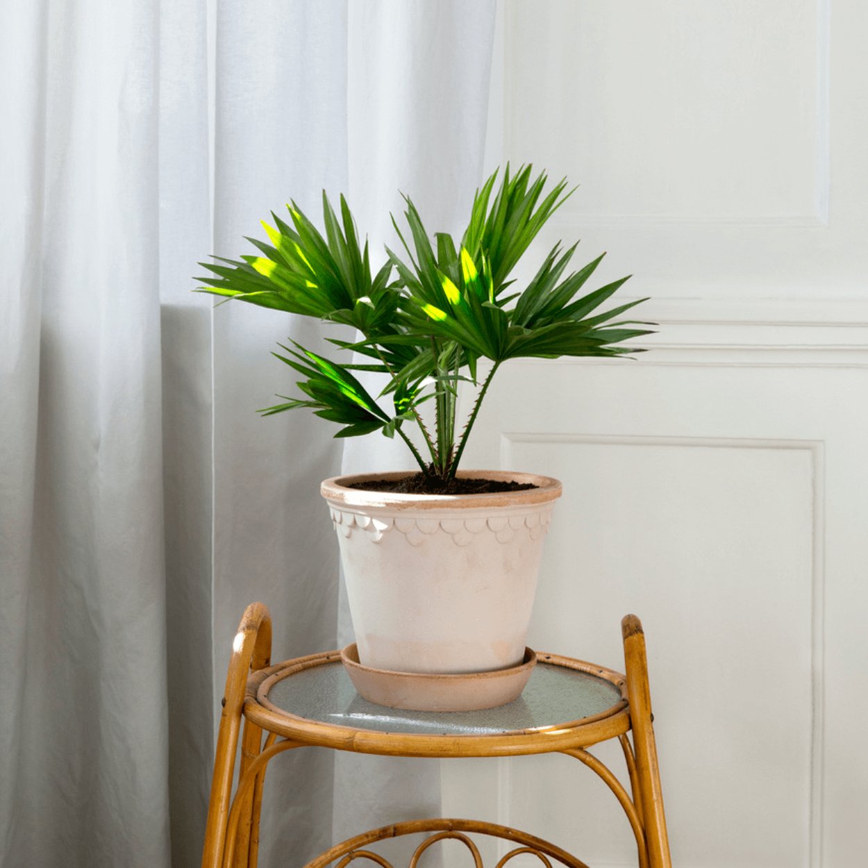 rose copenhagen plant pot of rattan side table