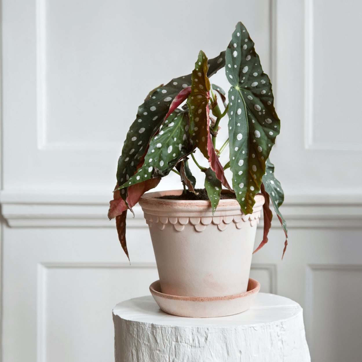 large green leafy flower with white spots in bergs potter copenhagen plant pot