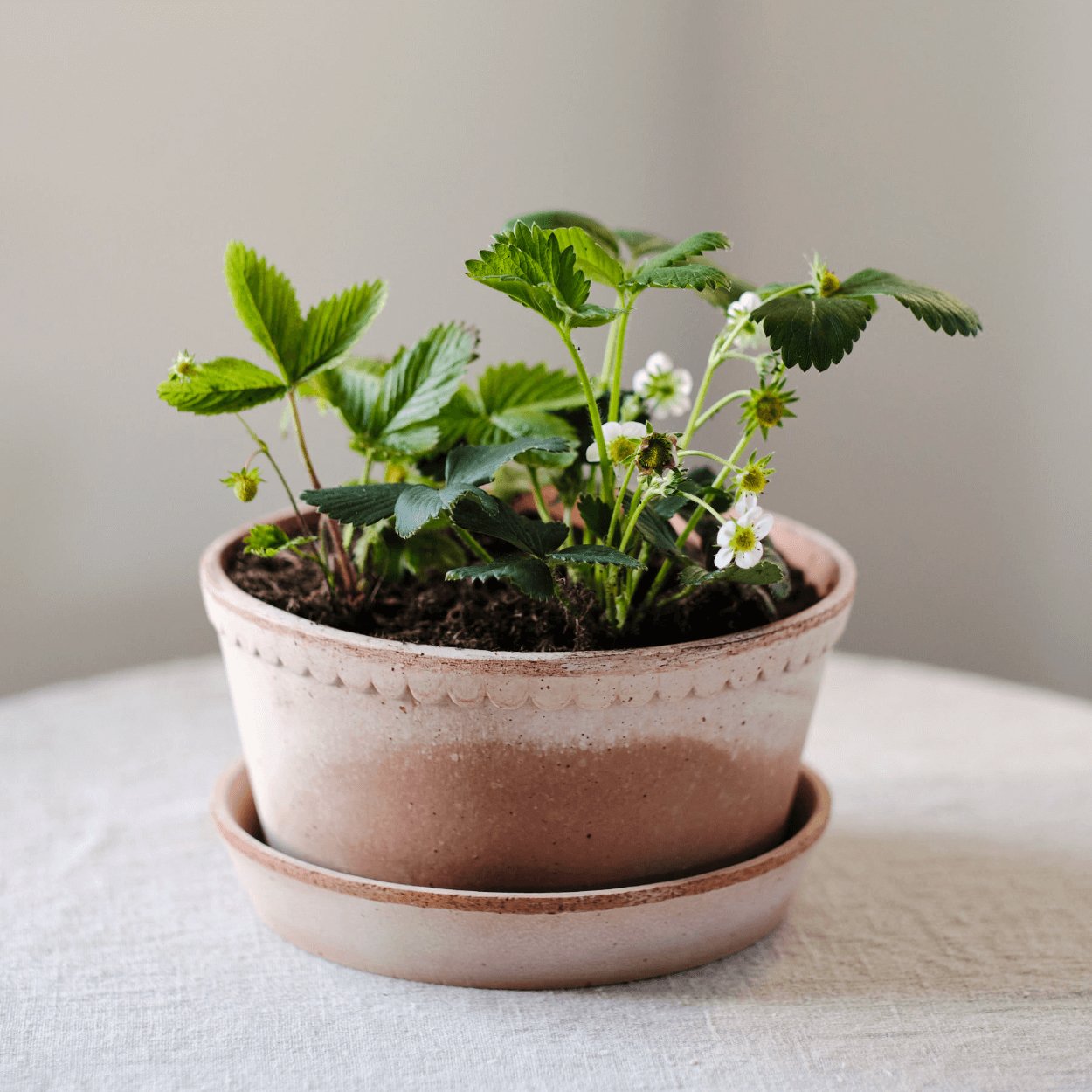 small white flowers in helena rose plant pot on linen tables freshly watered