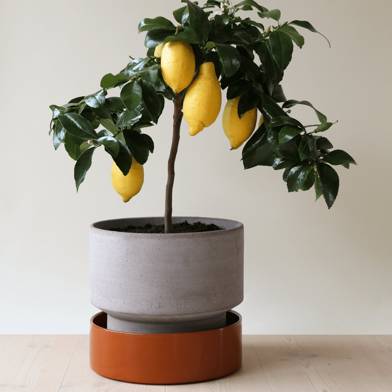 Bergs Potter Hoff Glazed Plant Pot