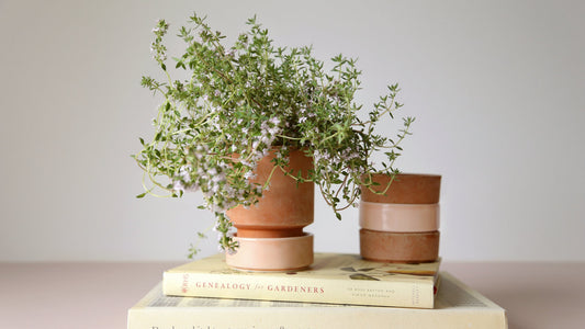 indoor plant pot sitting on top of books