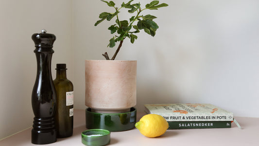 modern plant pot on kitchen worktop