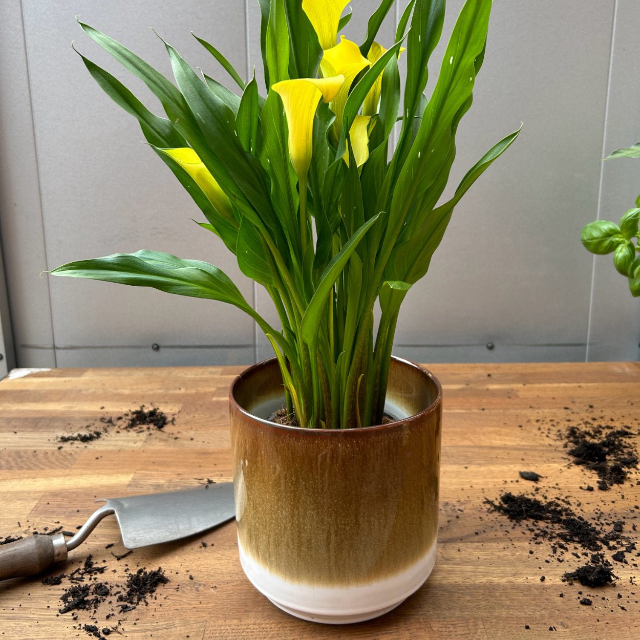 Wikholm Gilda ø15cm Plant Pot - uBaaHaus