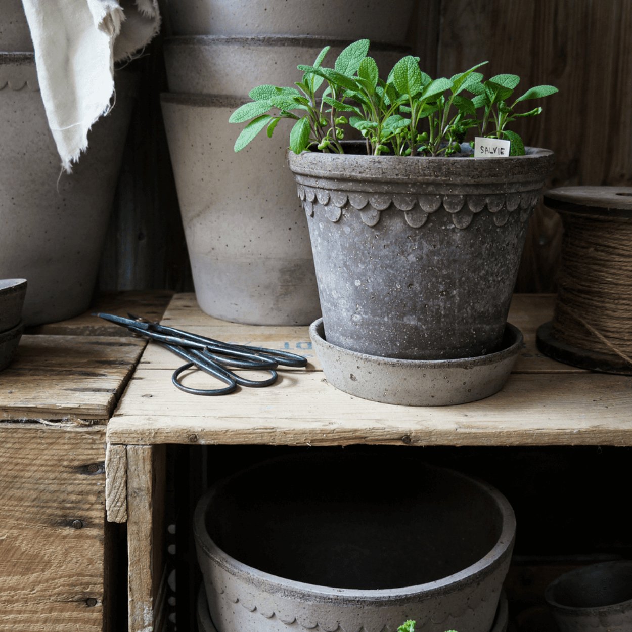 herbs growing in grey decorative copenhagen plant pot