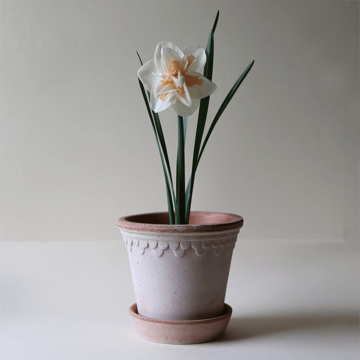 copenhagen rose plant pot with elegant white flower