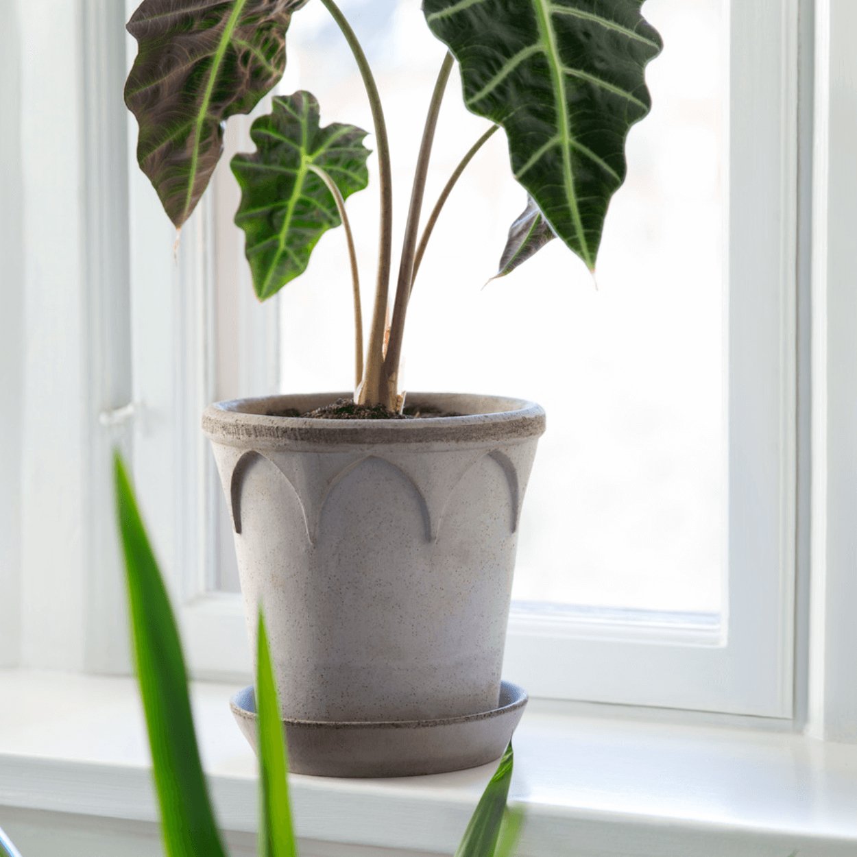grey elizabeth plant pot sitting on windowsill