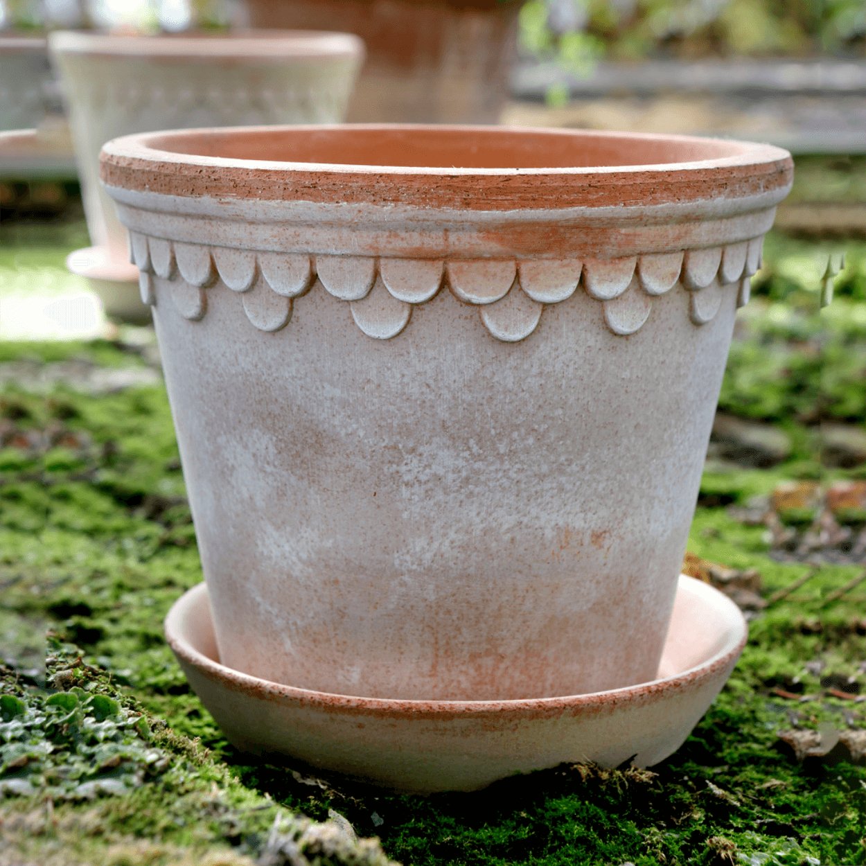 copenhagen rose plant pot on dewy ground