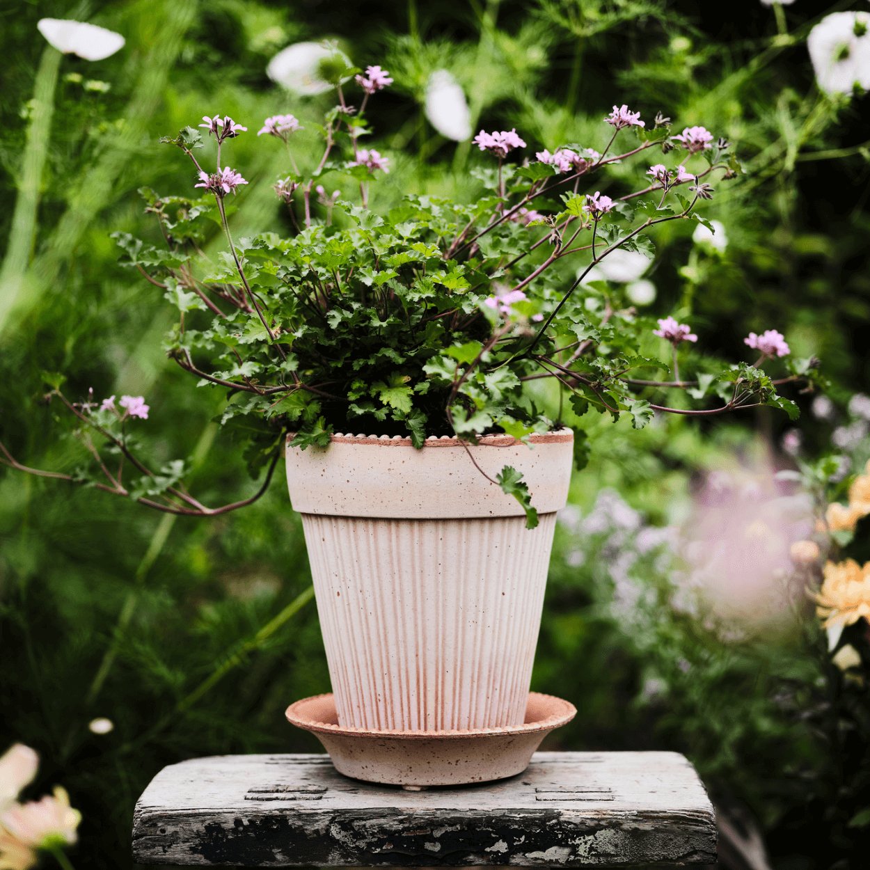 simona rose plant pot with small lilac flowers in garden
