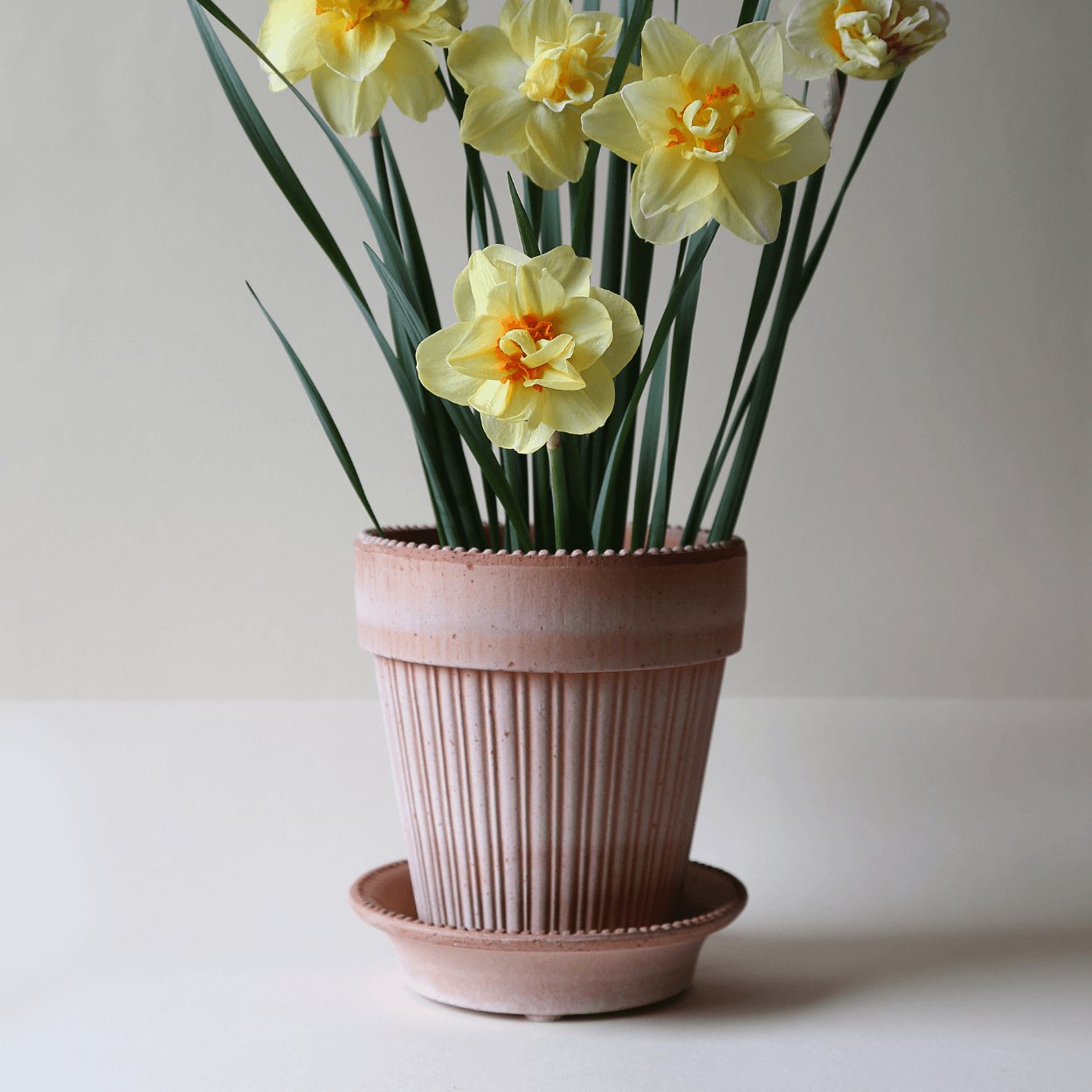 rose simona plant pot with yellow flowers