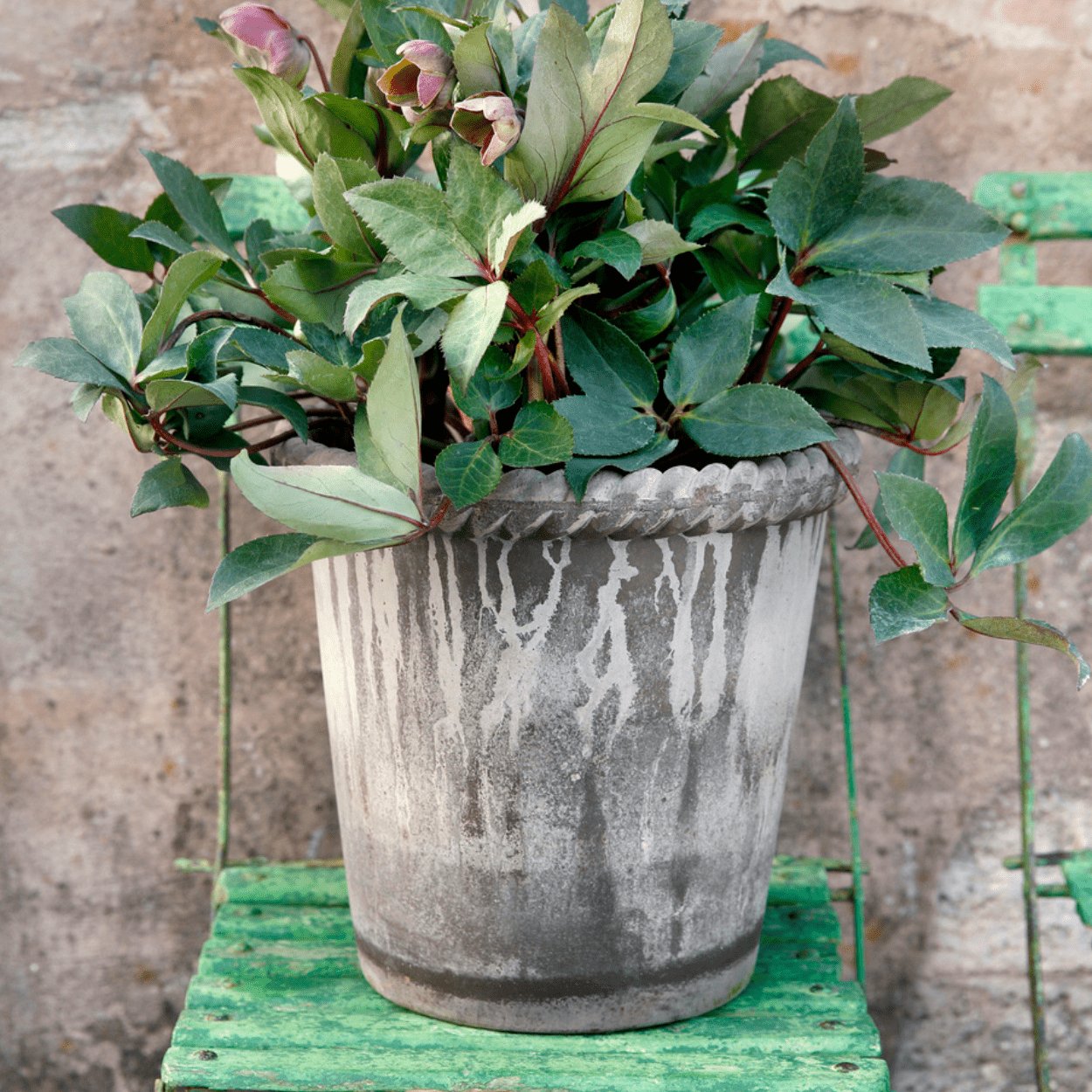 Bergs Potter 16cm Emelia Plant Pot - uBaaHaus