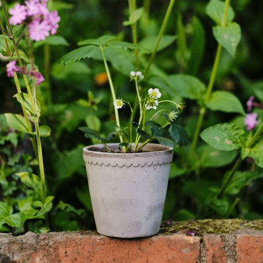 small helena grey plant pot with small white flowers sitting on brick wall