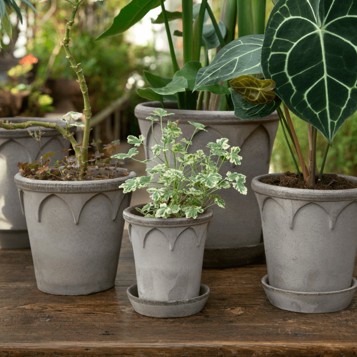 collection of grey elizabeth plant pots with green leafy plants