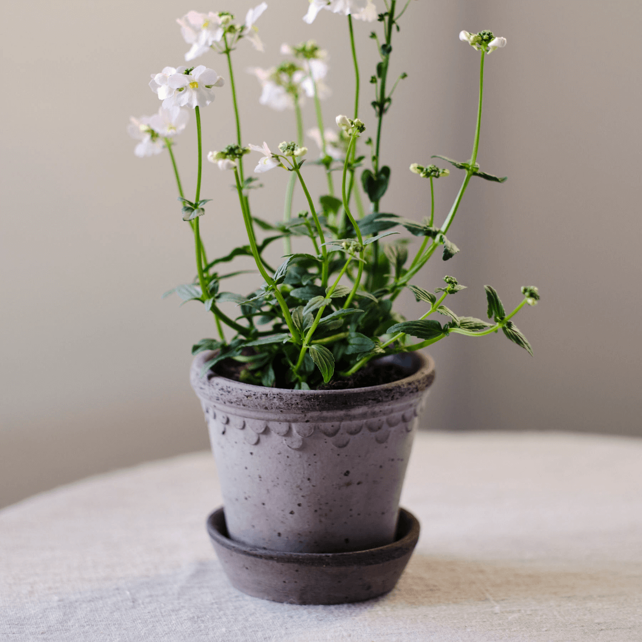 white small flowers in grey copenhagen plant pot on white linen table cloth