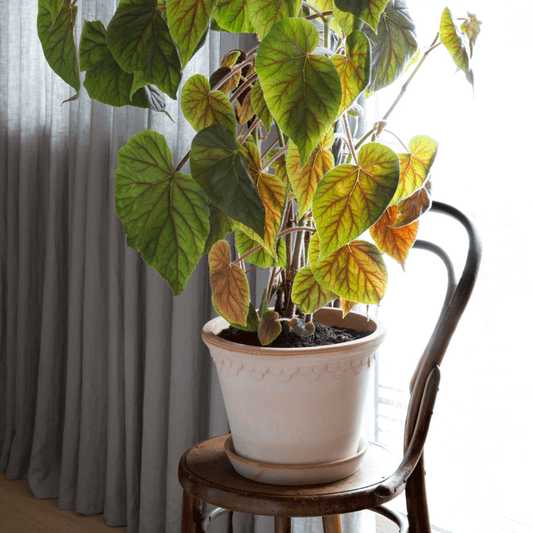 rose copenhagen plant pot with large green leafy plant