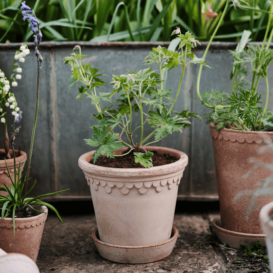 small rose copenhagen plant pot in garden