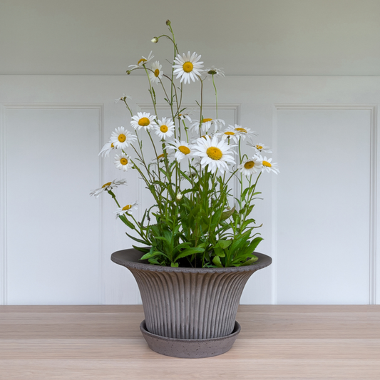 white flowers in grey daisy pot 