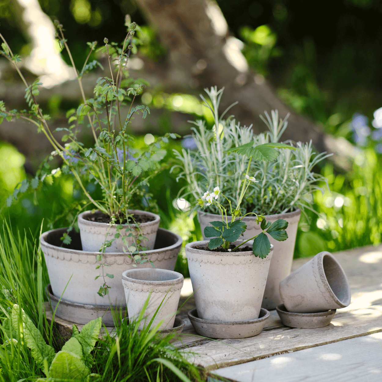 multiple helena  grey plant pot in garden
