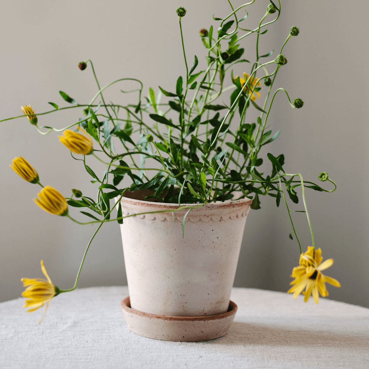 pretty yellow flower sitting in bergs potter helena rose plant pot