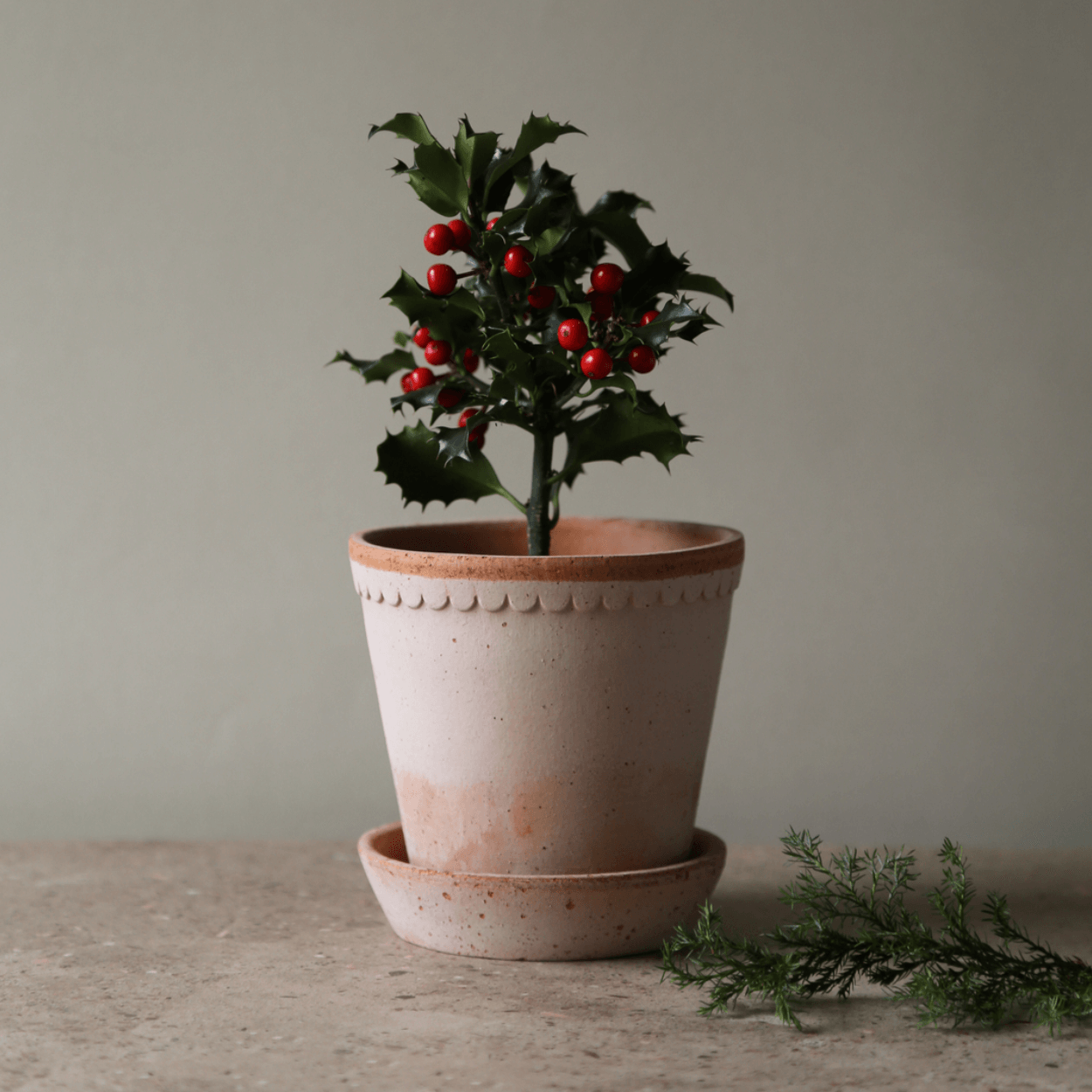 plant sitting in bergs potter helena  rose plant pot